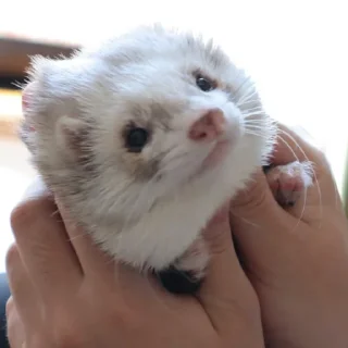 🤲