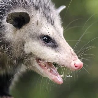 👿
