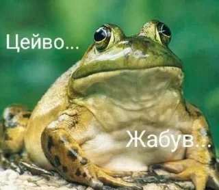 🐸