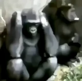 🦍