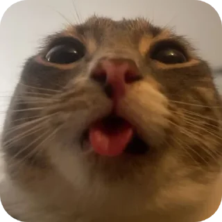 Cat Rigby @Dude_God_Damn