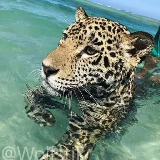 🌊
