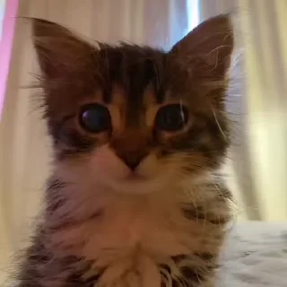 🐈