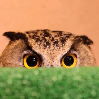 👀