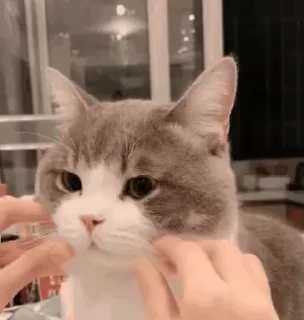 😸