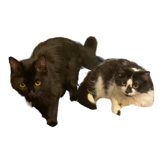 👯