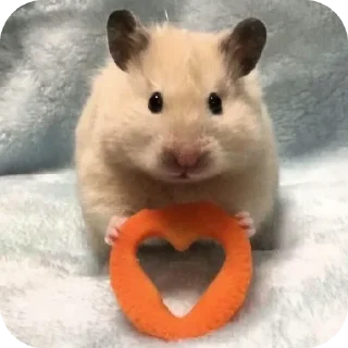 🐱