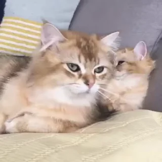 😻