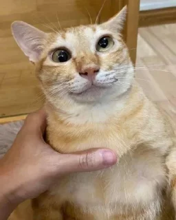 🤪