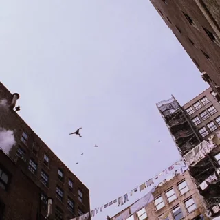 🕷️