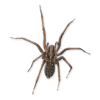 🕷