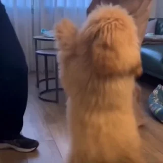 🐩