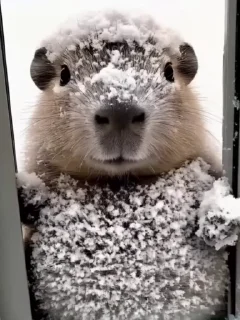🌟