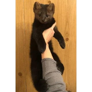 🤲