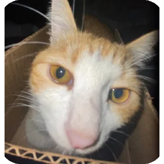 🐱