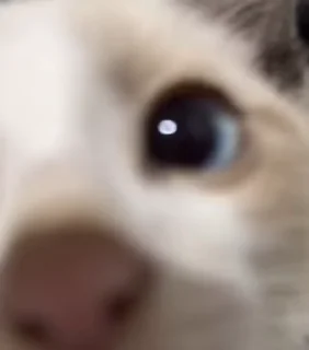 🥺