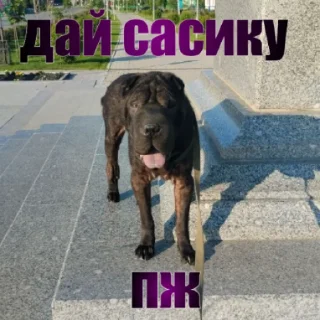 🐶
