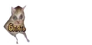 🐈