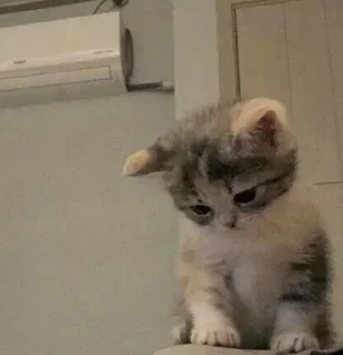 🎀