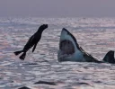 🦈