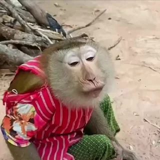 🌟