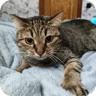 🐱