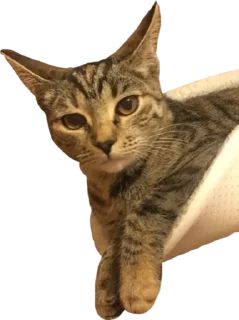 😼