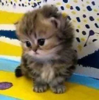 🐱