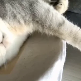 🐈