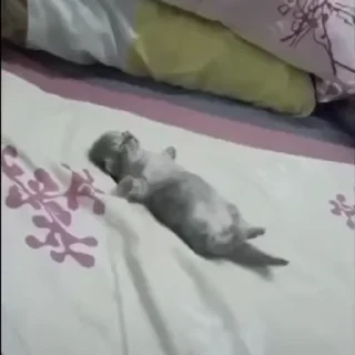 🐈