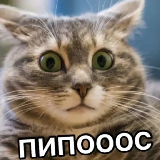 🐈