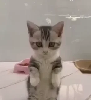 🥺