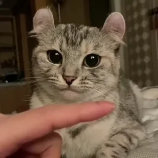 🐈
