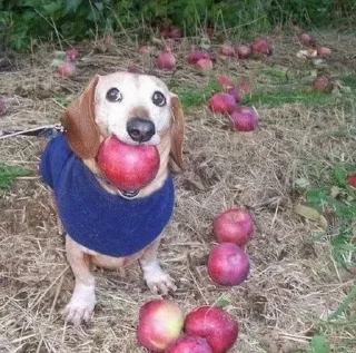 🍎