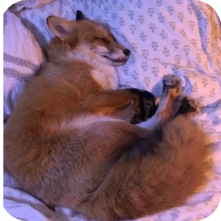 🐶