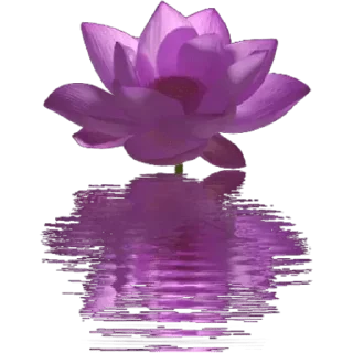 🪷