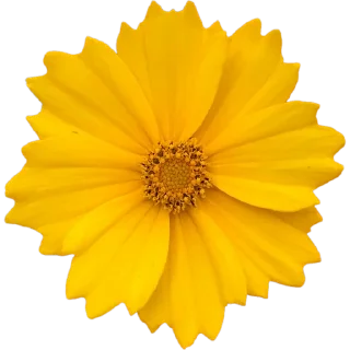 🌼