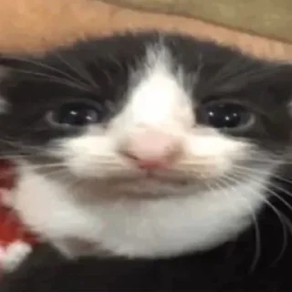 😶