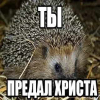 🦔