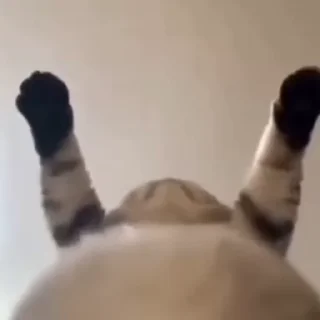 🐱