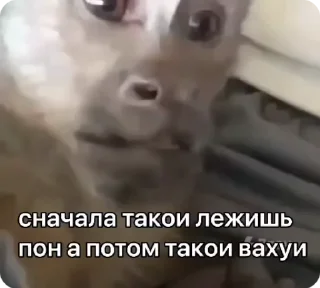 🫨