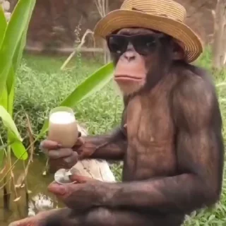🐒