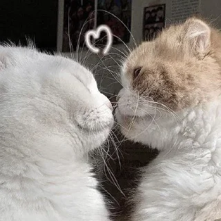🤍