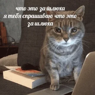 😺