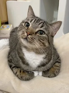 🌟