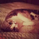 😿