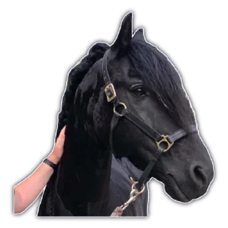🐎
