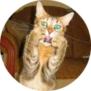 🐱