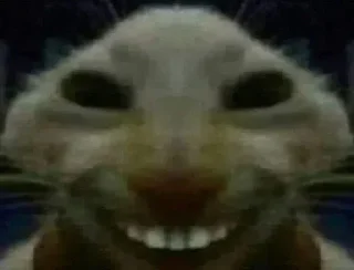 😼