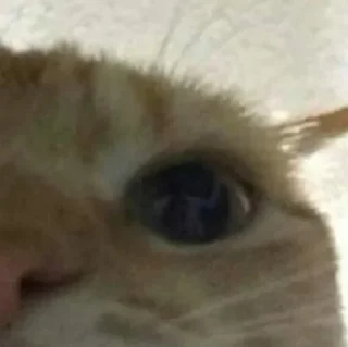 🐈
